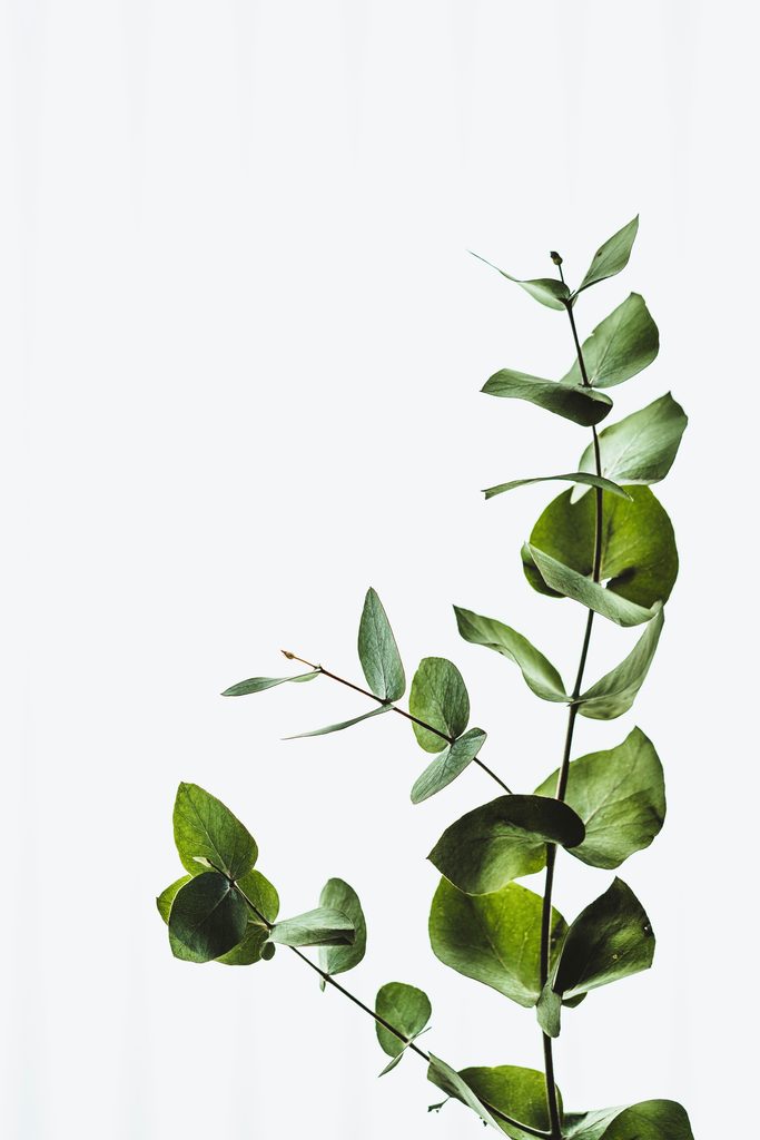 annie-spratt-hX_hf2lPpUU-unsplash-683x1024.jpg