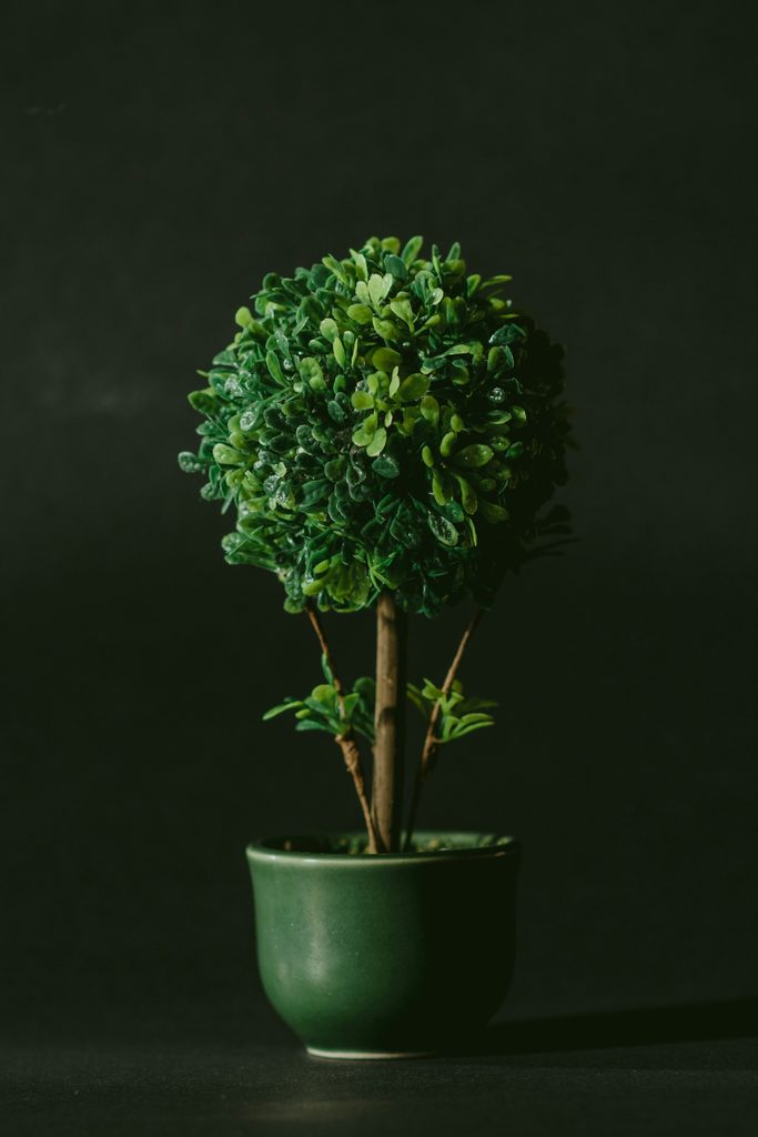 nagy-arnold-X_IvVDuHvDQ-unsplash-1-683x1024.jpg